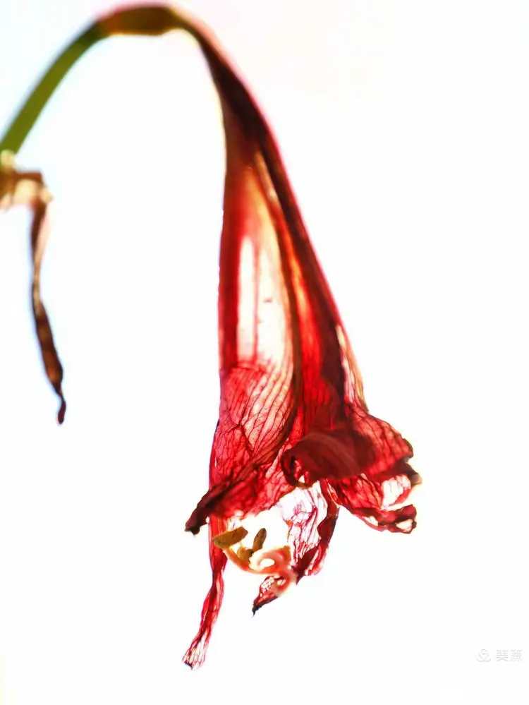 花谢了也别有一番风趣